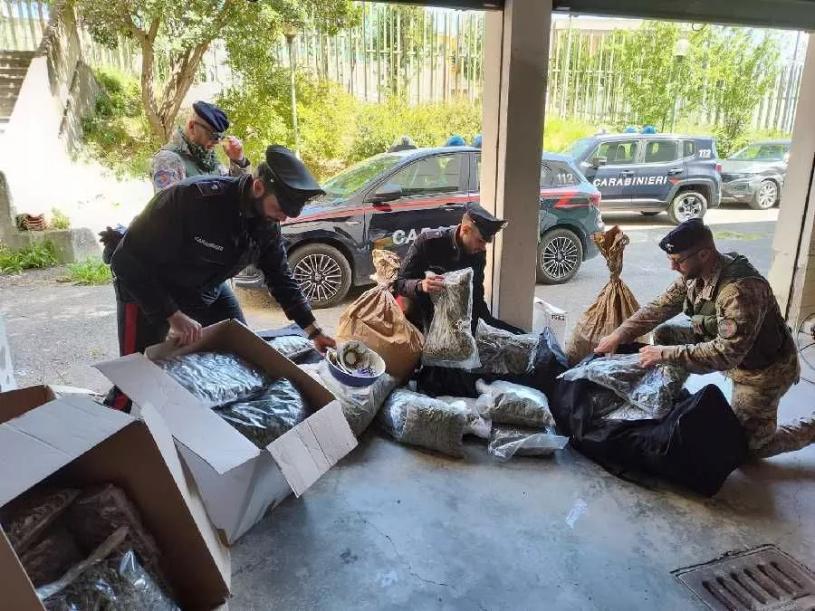 Operazione antidroga a Siniscola: due arresti per spaccio, sequestrate oltre 85 kg di marijuana