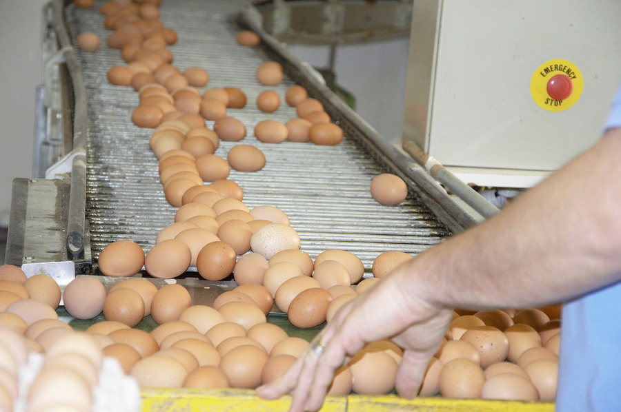 Immagine relativa selezione uova in azienda