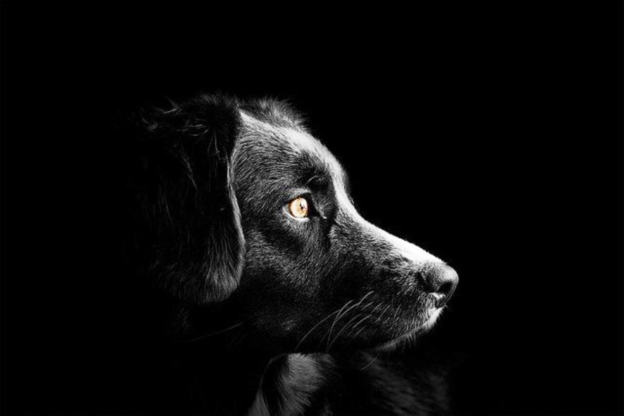 immagine cane nero
