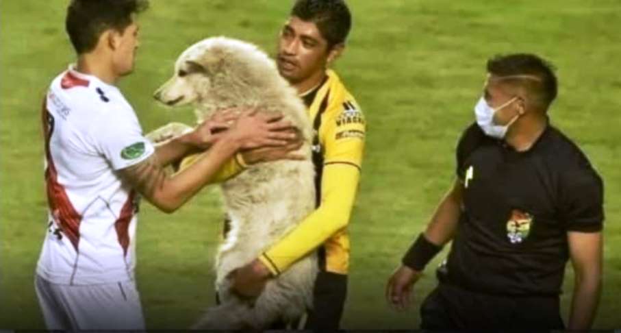 immagine cane cachito salvato dal calciatore dopo essere stato investito