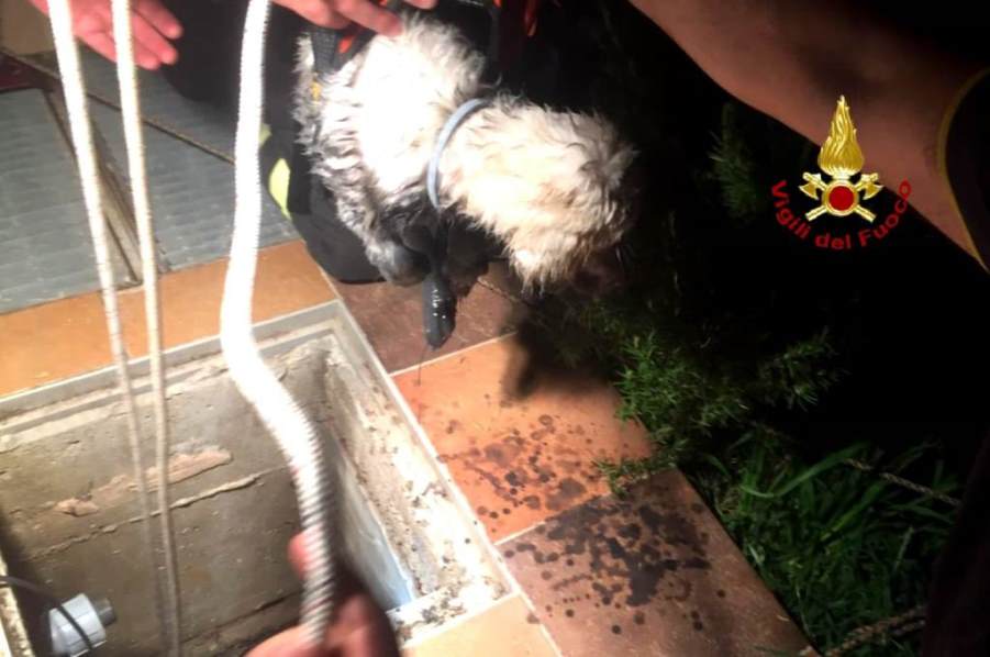 immagine vigili del fuoco recuperano un cagnolino da cunicoli sotterranei