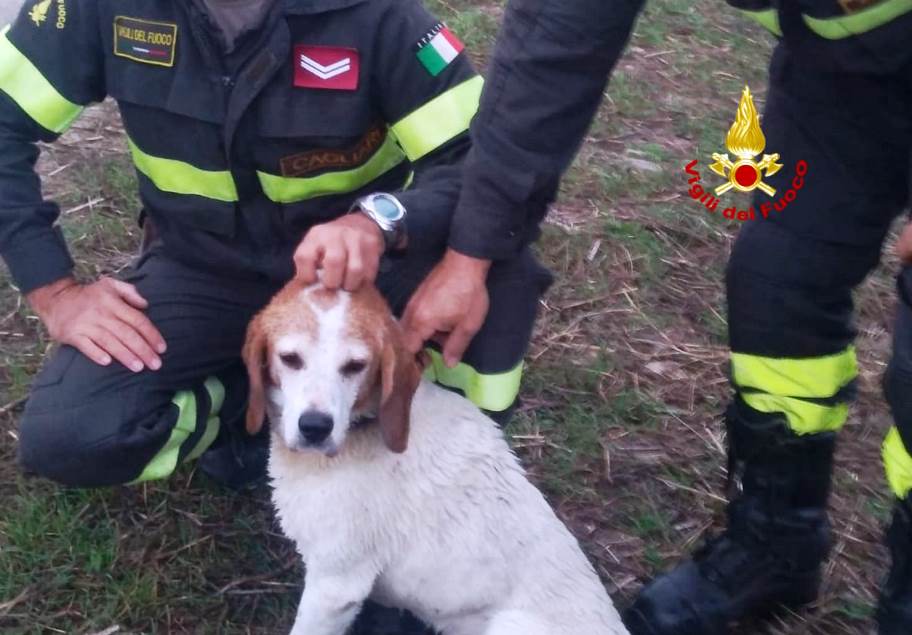 immagine del cane salvato dai Vigili del Fuoco a San Sperate