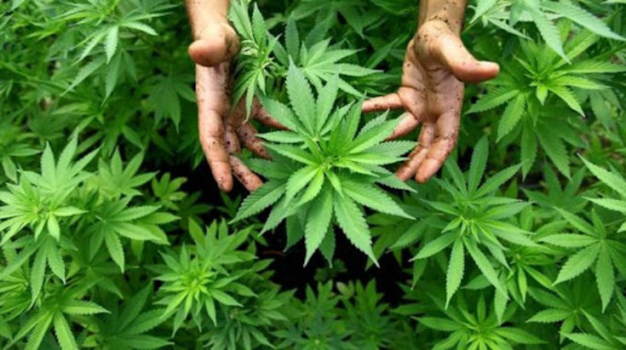 Immagine Cannabis Coltivazione