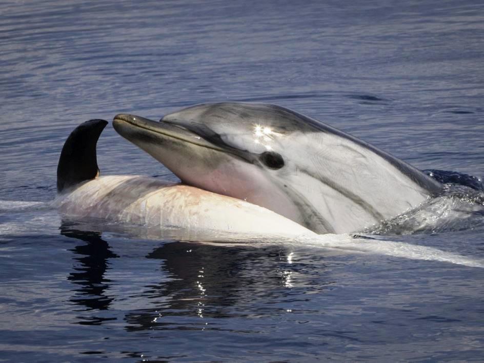 mamma delfino sorregge piccolo delfino morto