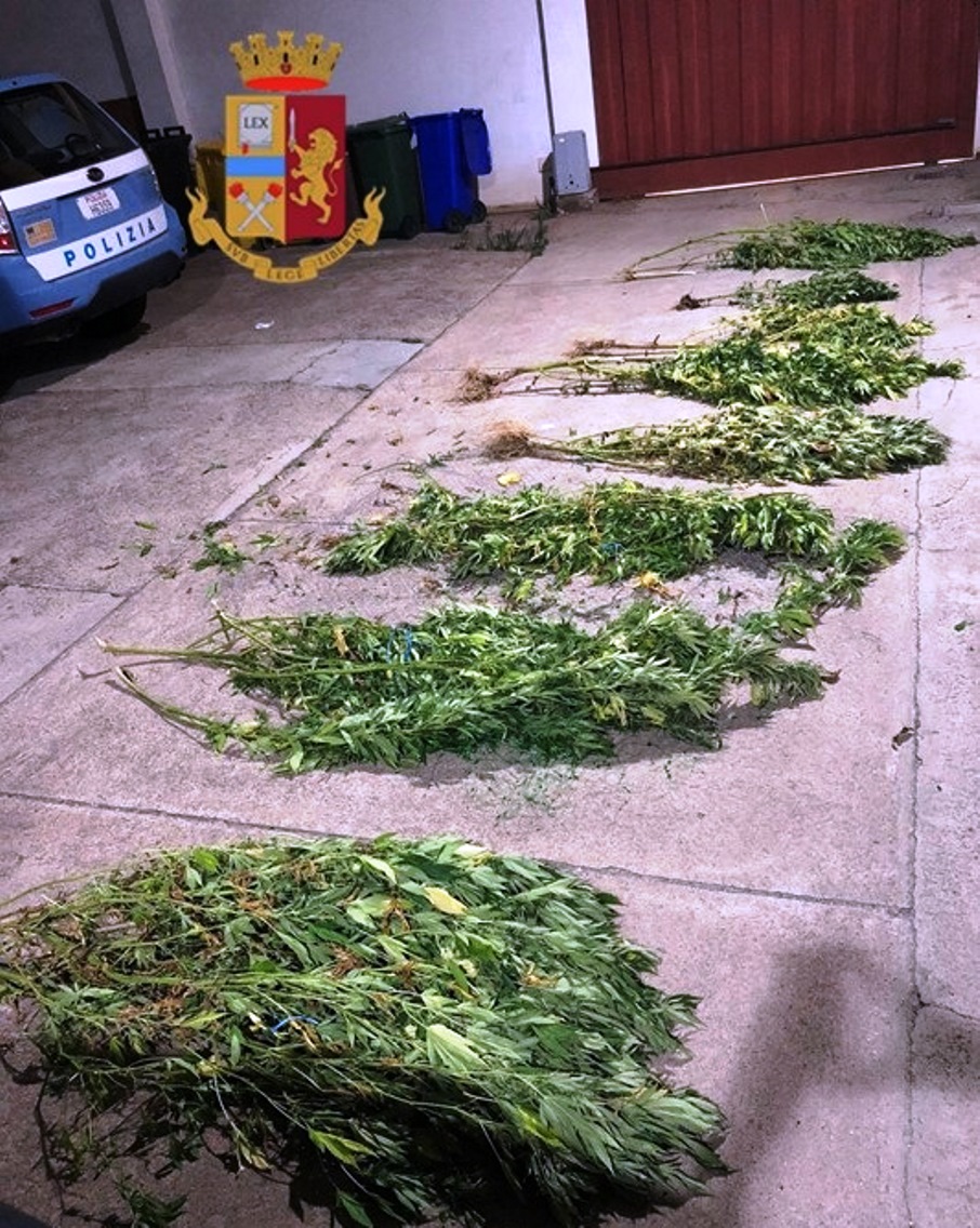 piante di cannabis sequestrate dalla polizia