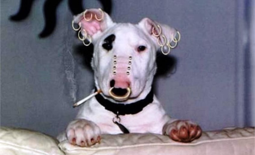 cane con piercing