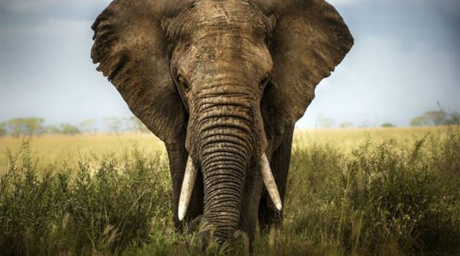 Foto Elefante