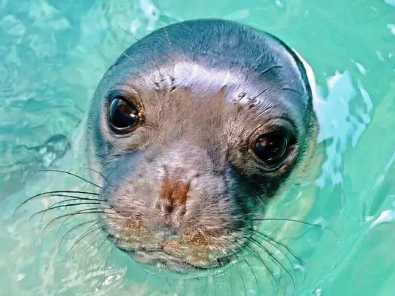 La foca Kostis, mascotte di una piccola isola greca, è stata uccisa con un arpione