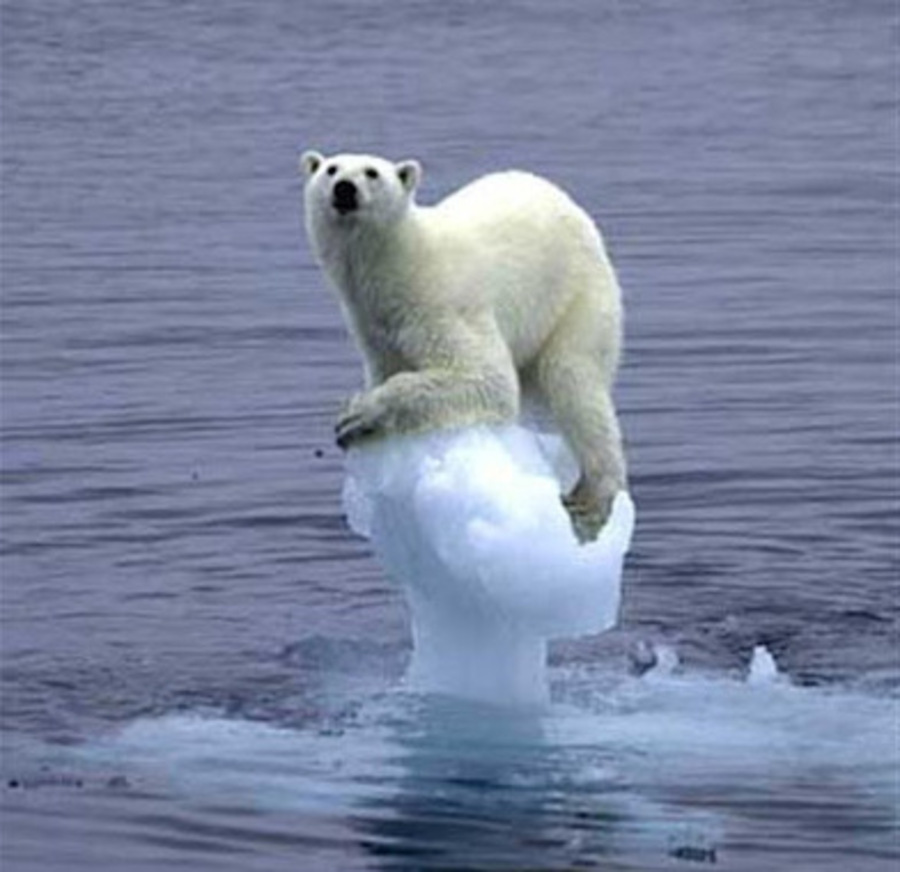 Foto orso bianco sopra colonna di ghiaccio residua