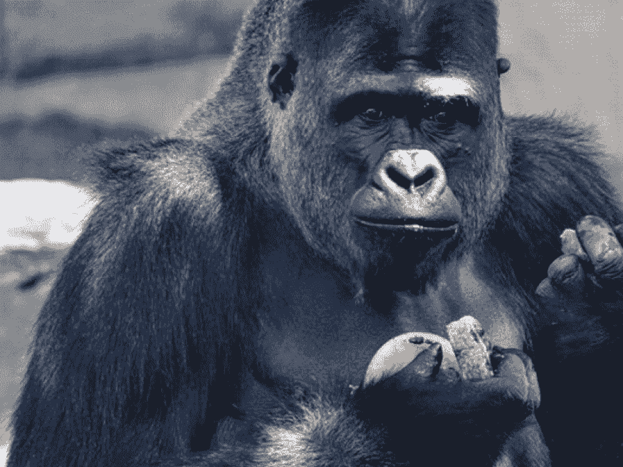 Zoo di Atlanta, tredici gorilla hanno contratto il Covid. Contagiati forse un guardiano