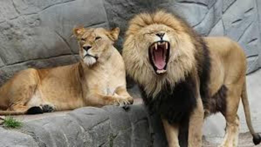 Immagine esempio leone e leonessa