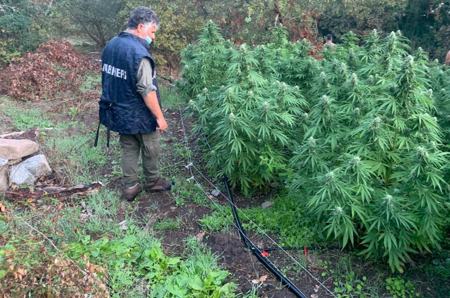 Sequestrate 3800 piante di canapa e oltre 750 di kg marijuana essicata. 2 arresti a Burgos e Bottida