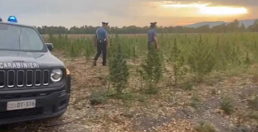 Arborea. Scoperta piantagione con oltre 3000 piante di marijuana, arrestato un 18enne 