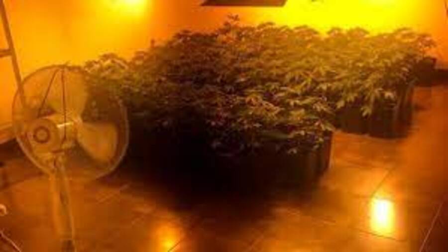 Foto esempio Marijuana coltivata in casa