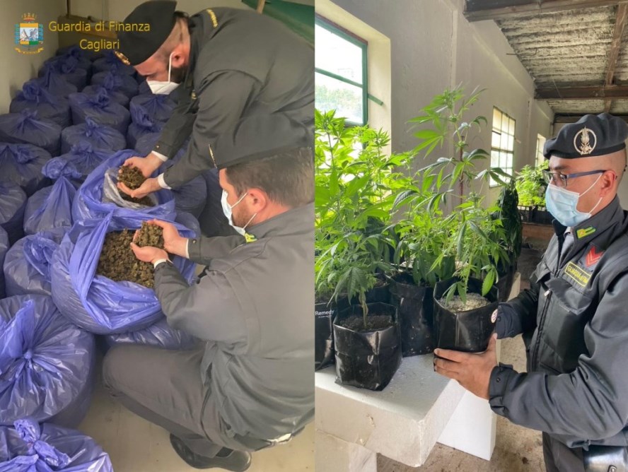 Sequestrati oltre 200 kg di marijuana raffinata e 200 piante presso una società agricola del Sarrabus. Denunciato un responsabile.