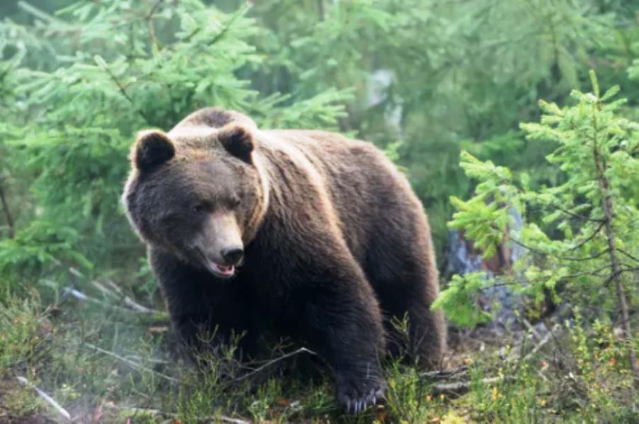 Slovacchia orso bruno sbrana escursionista in una foresta. Si tratta del primo incontro di un orso con esito fatale per l’uomo