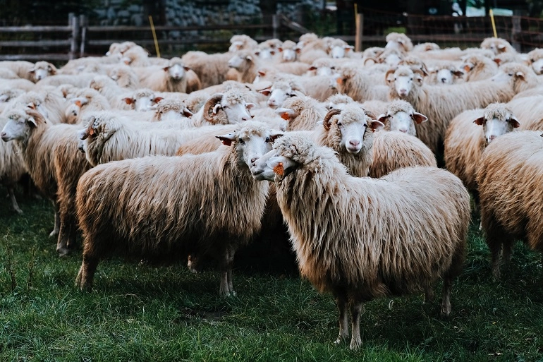 Fondi dall’UE per allevamenti ovini inesistenti. 6 persone denunciate.