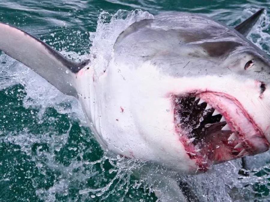 Australia, muore a 20 anni dopo l'attacco di uno squalo.