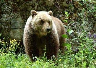 Orso trovato morto a Ortona dei Marsi indagini e accertamenti