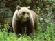 Orso trovato morto a Ortona dei Marsi indagini e accertamenti