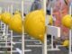 Incidente sul lavoro alla Aristoncavi morto operaio di 58 anni