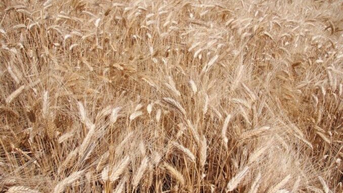 Syngenta, con InterraScan più produttività agricola e consumo d'acqua ridotto 1 Syngenta con InterraScan piu produttivita agricola e consumo dacqua ridotto 1