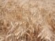 Syngenta con InterraScan piu produttivita agricola e consumo dacqua ridotto 1