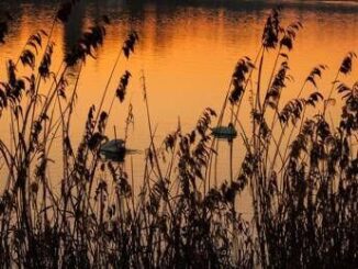 Giornata mondiale Zone Umide la minaccia della crisi climatica