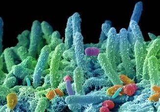 Larma segreta del superbug produce antibiotici contro germi concorrenti