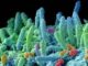 Larma segreta del superbug produce antibiotici contro germi concorrenti