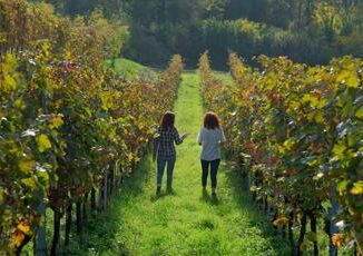 Il cru italiano piu antico ha 450 anni