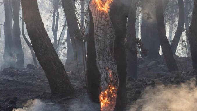 Incendi boschivi, nel 2024 superficie bruciata meno estesa. Colpite 16 regioni