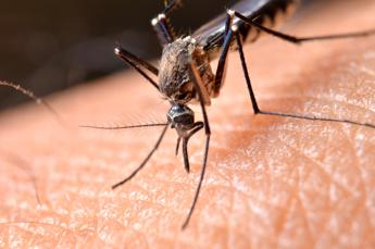 Dengue, in Italia 306 casi da inizio 2023: il bollettino 1 Dengue in Italia 306 casi da inizio 2023 il bollettino