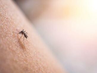 Dengue, scatta l'allerta per le Regioni: stretta contro rischio di trasmissione autoctona 3 Dengue scatta lallerta per le Regioni stretta contro rischio di trasmissione autoctona