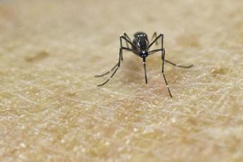 Chikungunya virus, in Italia 7 casi nel 2023