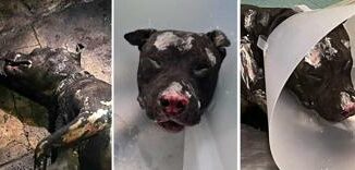 Palermo, cane bruciato dal padrone supera seconda notte. Lav: "Un guerriero'' 4 Palermo cane bruciato dal padrone supera seconda notte. Lav Un guerriero