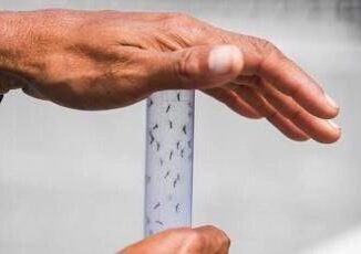 Arriva la taglia sulle zanzare obiettivo dichiarato Fermare la Dengue