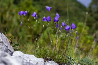 Scoperta una nuova specie di Campanula nelle Prealpi