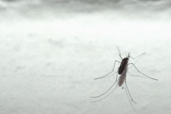 Dengue, vernice anti-zanzare per stop epidemia