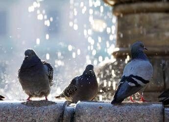 Napoli decapita 4 piccioni e li getta nel parco denunciato 43enne
