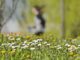 Pioggia e maltempo poi torna il sereno primavera in arrivo Le previsioni meteo di oggi