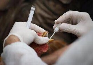 Aviaria vaccino sperimentale promette protezione completa contro H5N1 cosa significa