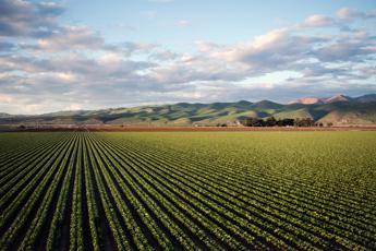 Con Agridex i prodotti agricoli fanno un salto nel Web3