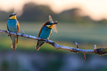 Giornata Mondiale della Biodiversità, “essere parte del piano” per il futuro del pianeta