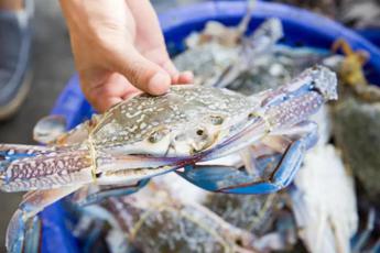 Pesca: tra granchio blu e vermocane pescatori ‘al palo’, attività ridotta con picchi dal 70 al 100%**