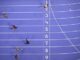 Parigi 2024 via ai 100 metri in pista anche Beppe Grillo