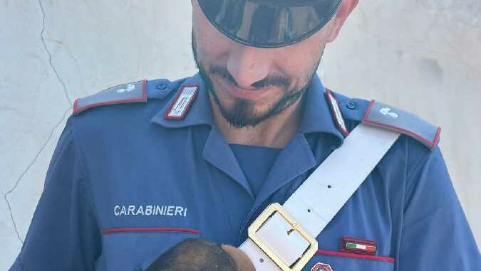 Canile abusivo scoperto a Quartu Sant'Elena: 120 cani salvati, erano in condizioni critiche 1 Carabinieri salvano 120 cani custoditi in un canile abusivo a Quartu Sant' Elena