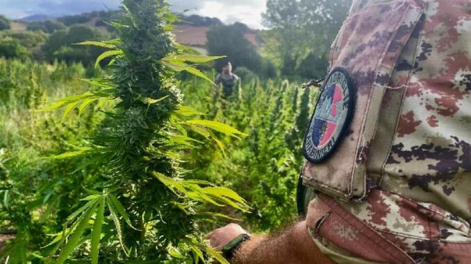 13 set 24_Nota stampa Cp Siniscola-1 carabinieri scoprono piantagione di marijuana a Lula