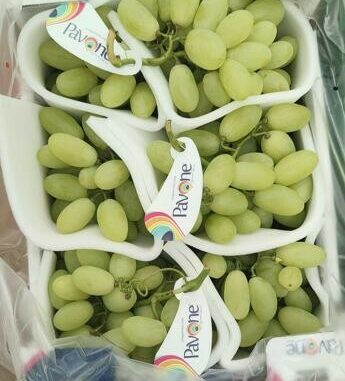 Azienda Pavone, ulteriore traguardo: nuove licenze di uve senza semi