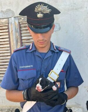 cani salvati da carabinieri a sinnai cani salvati da carabinieri a sinnai